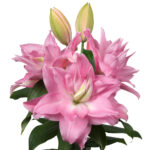 Editha