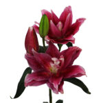 Dalinda - Image 2