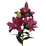 Floretta - Image 2